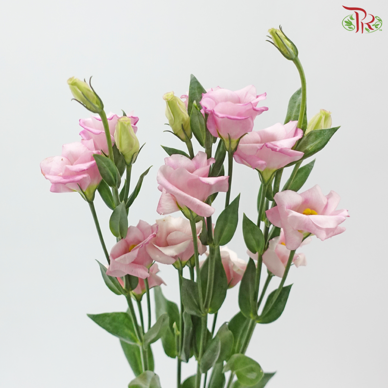Eustoma - Single Petal Pink (Per Bunch)
