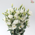 Eustoma Star - White (Per Bunch)