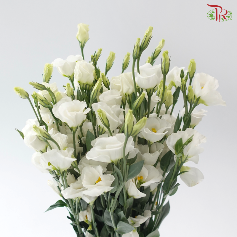 Eustoma Star - White (Per Bunch)