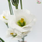 Eustoma Star - White (Per Bunch)
