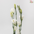 Eustoma Star - White (Per Bunch)