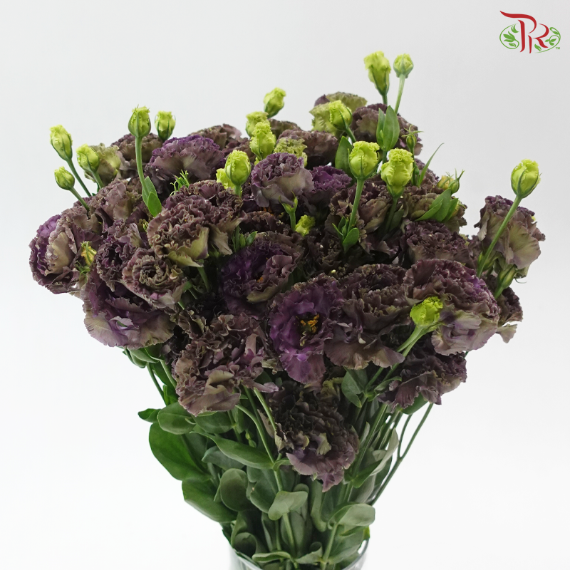 Eustoma Wave - Dark Purple (Per Bunch)