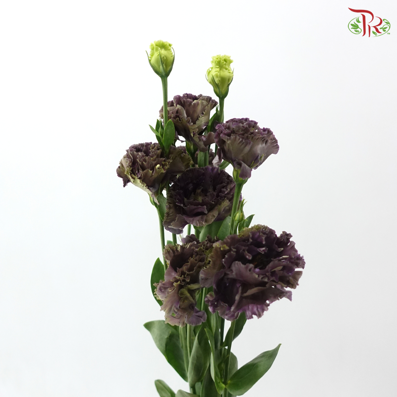 Eustoma Wave - Dark Purple (Per Bunch)