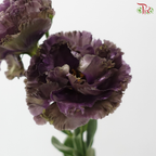Eustoma Wave - Dark Purple (Per Bunch)