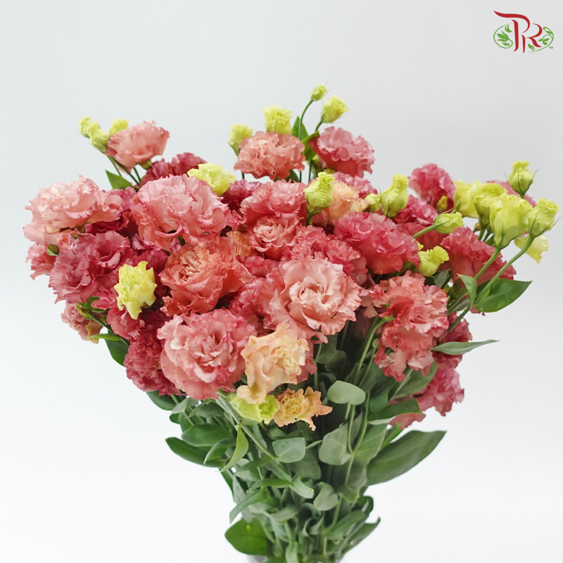 Eustoma Wave - Salmon Pink (Per Bunch)