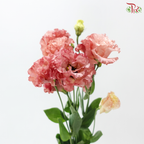 Eustoma Wave - Salmon Pink (Per Bunch)