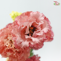 Eustoma Wave - Salmon Pink (Per Bunch)
