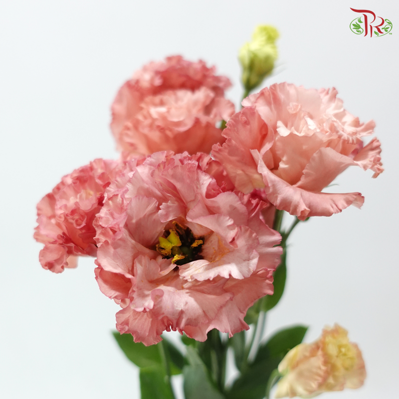 Eustoma Wave - Salmon Pink (Per Bunch)