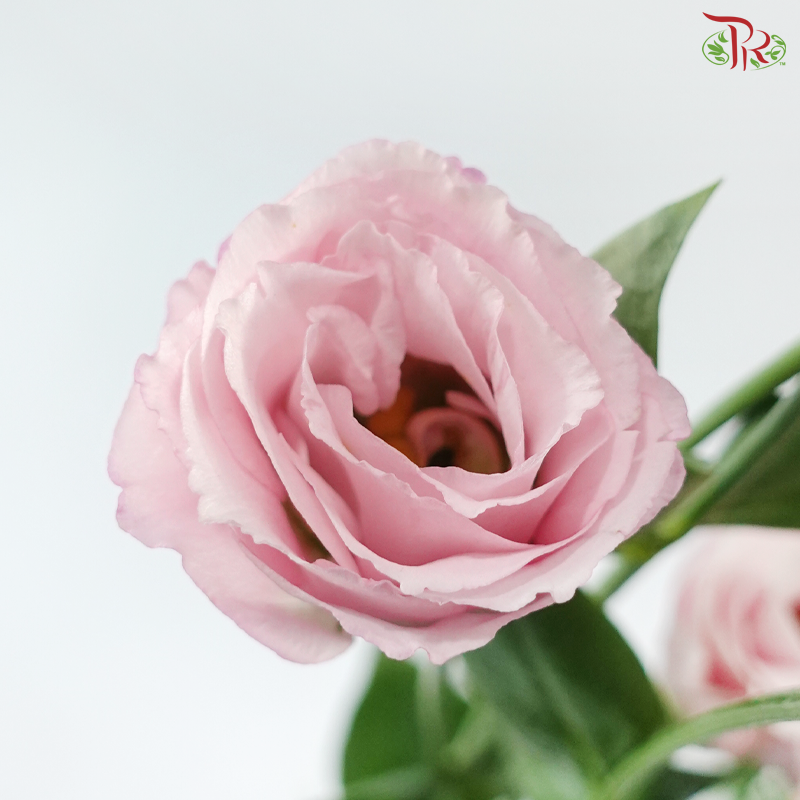 Eustoma - Blush Pink (Per Bunch)