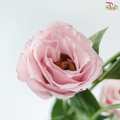 Eustoma - Blush Pink (Per Bunch)
