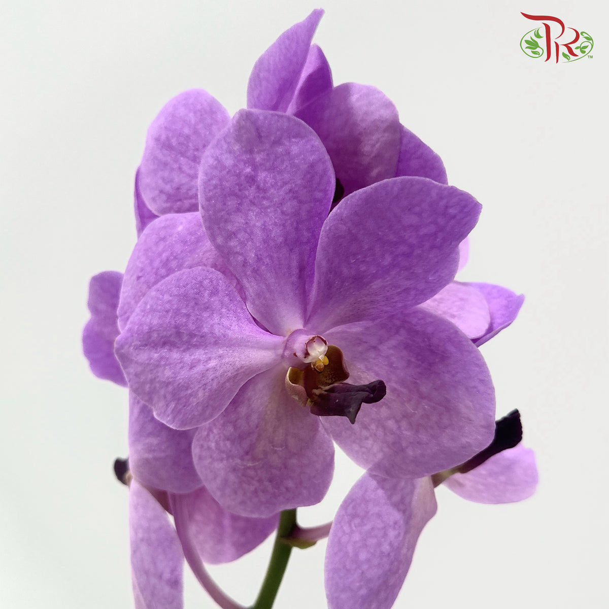 HW - Orchid Vanda Medium Purple (L) (Per Stem)