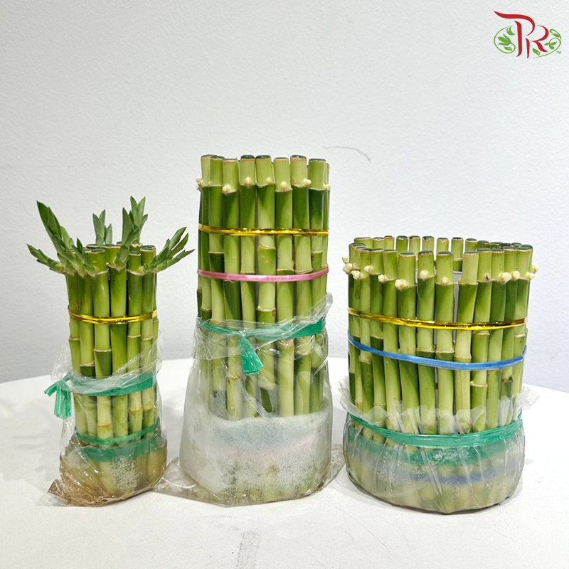 F1R Bamboo  - (With Size Option)