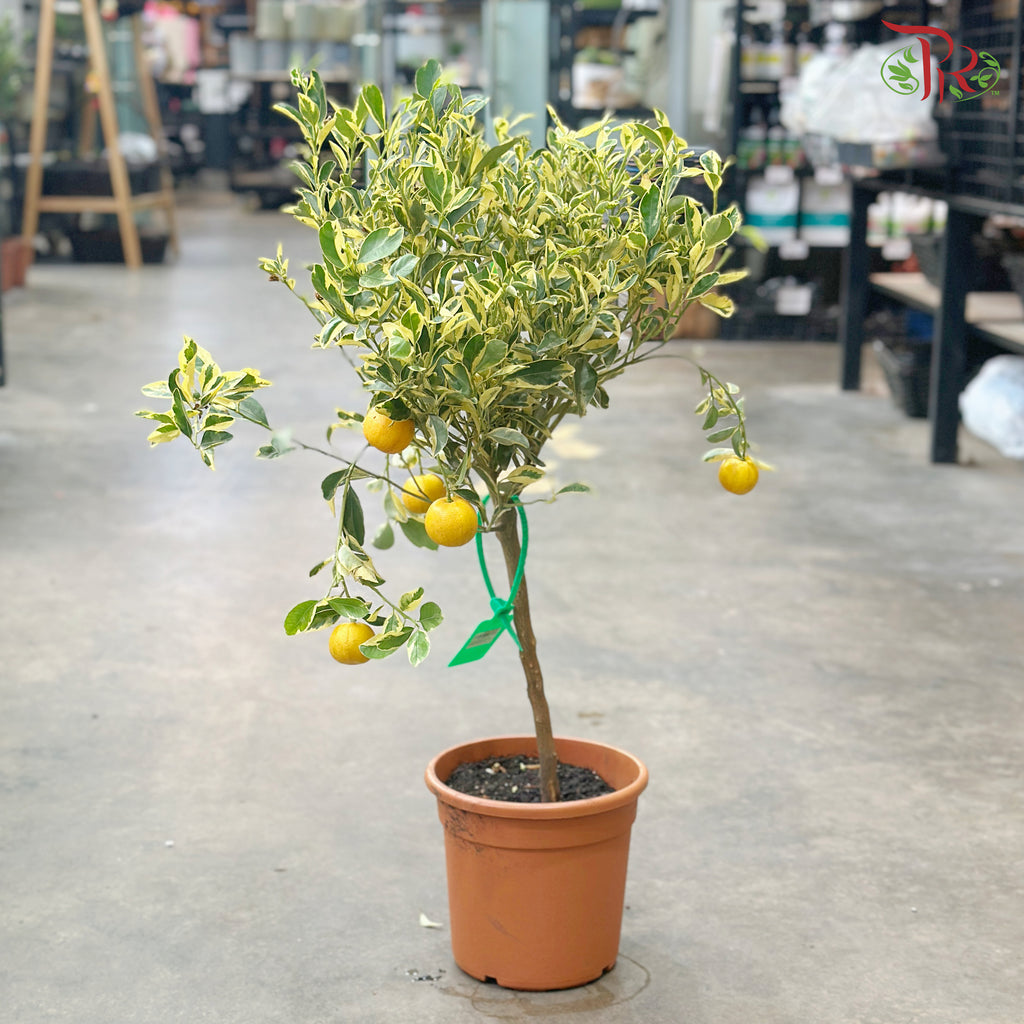 Citrus Pursha《甜来檬》
