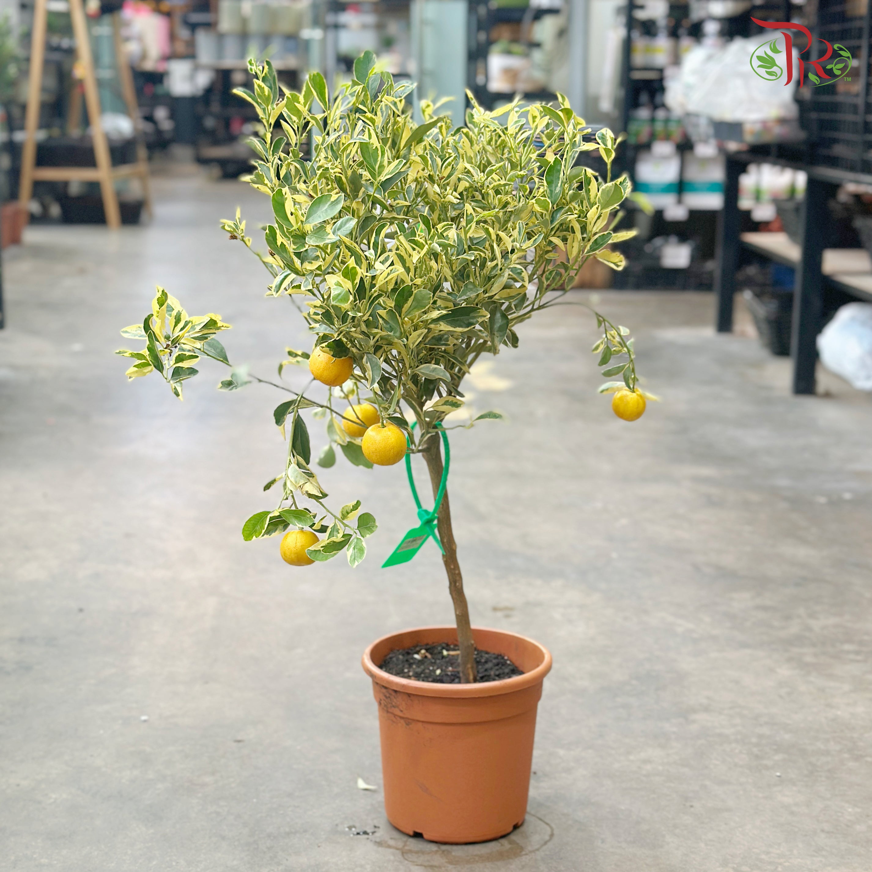 Citrus Pursha《甜来檬》