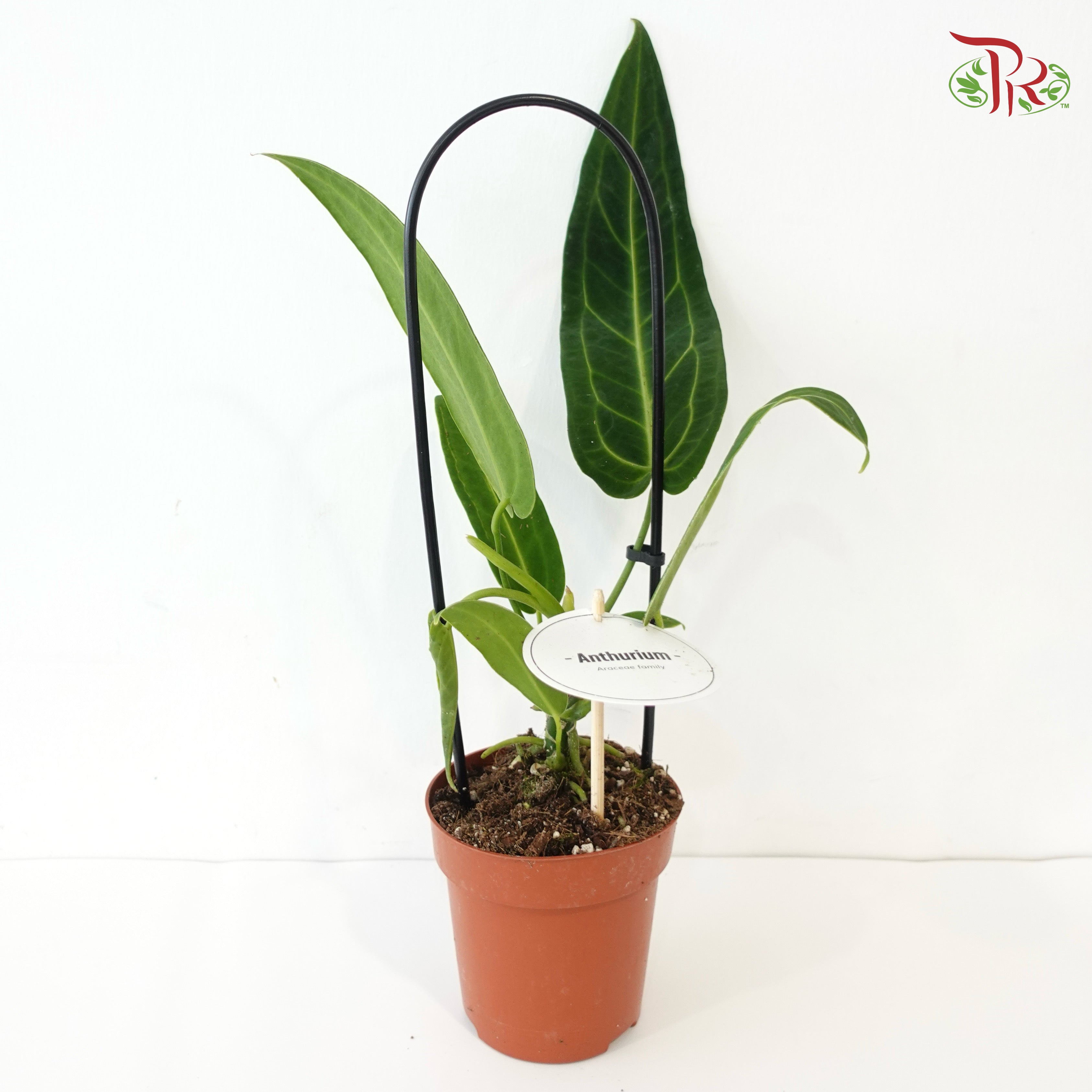 Anthurium Warocqueanum 120 - 45cm《皇后花烛》