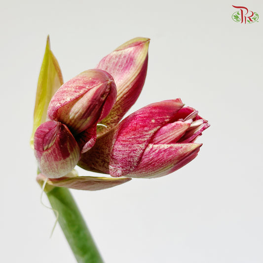 Amaryllis (Per Stem)