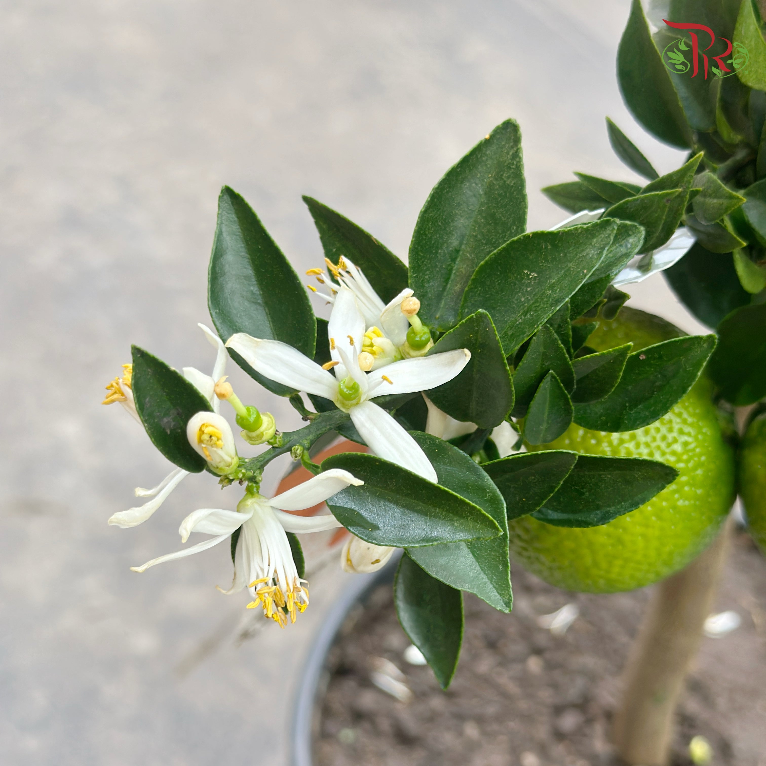Citrus Chinotto 210 - 75cm《朱栾》
