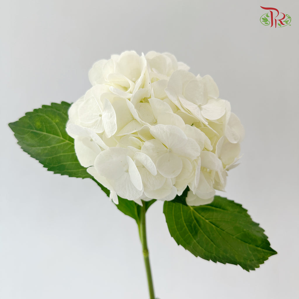 Hydrangea - White (Per Stem)