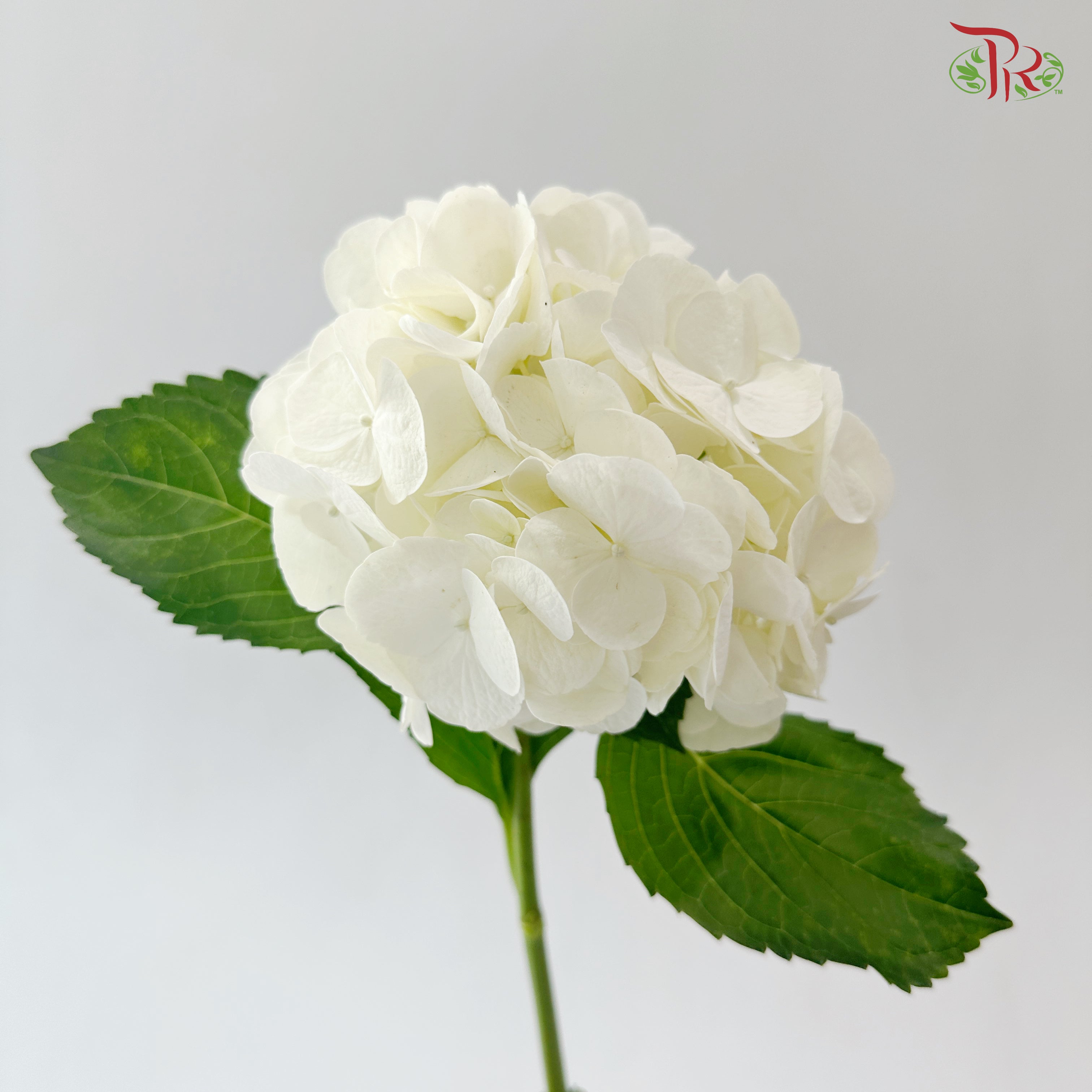 Hydrangea - White (Per Stem)