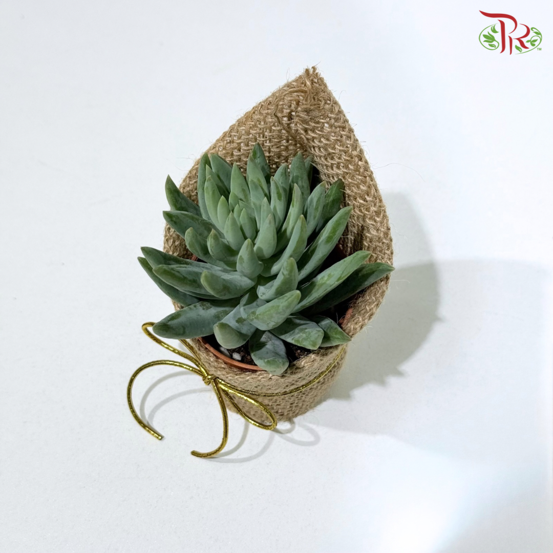 Succulent Plant Arrangement (Random Choose Succulent)