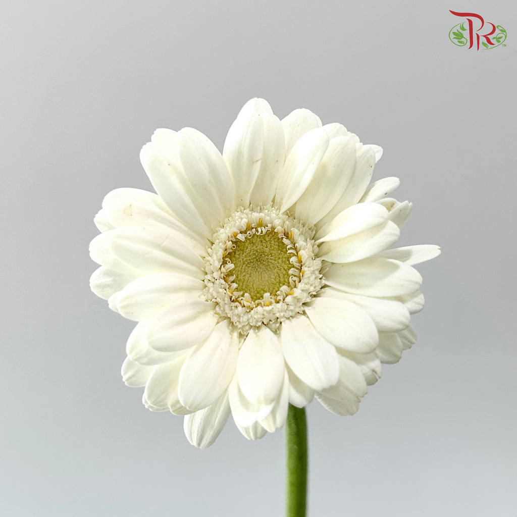 Gerbera Mini - White (9-10 Stems)