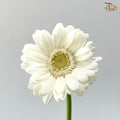 Gerbera Mini - White (9-10 Stems)