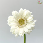 Gerbera Mini - White (9-10 Stems)