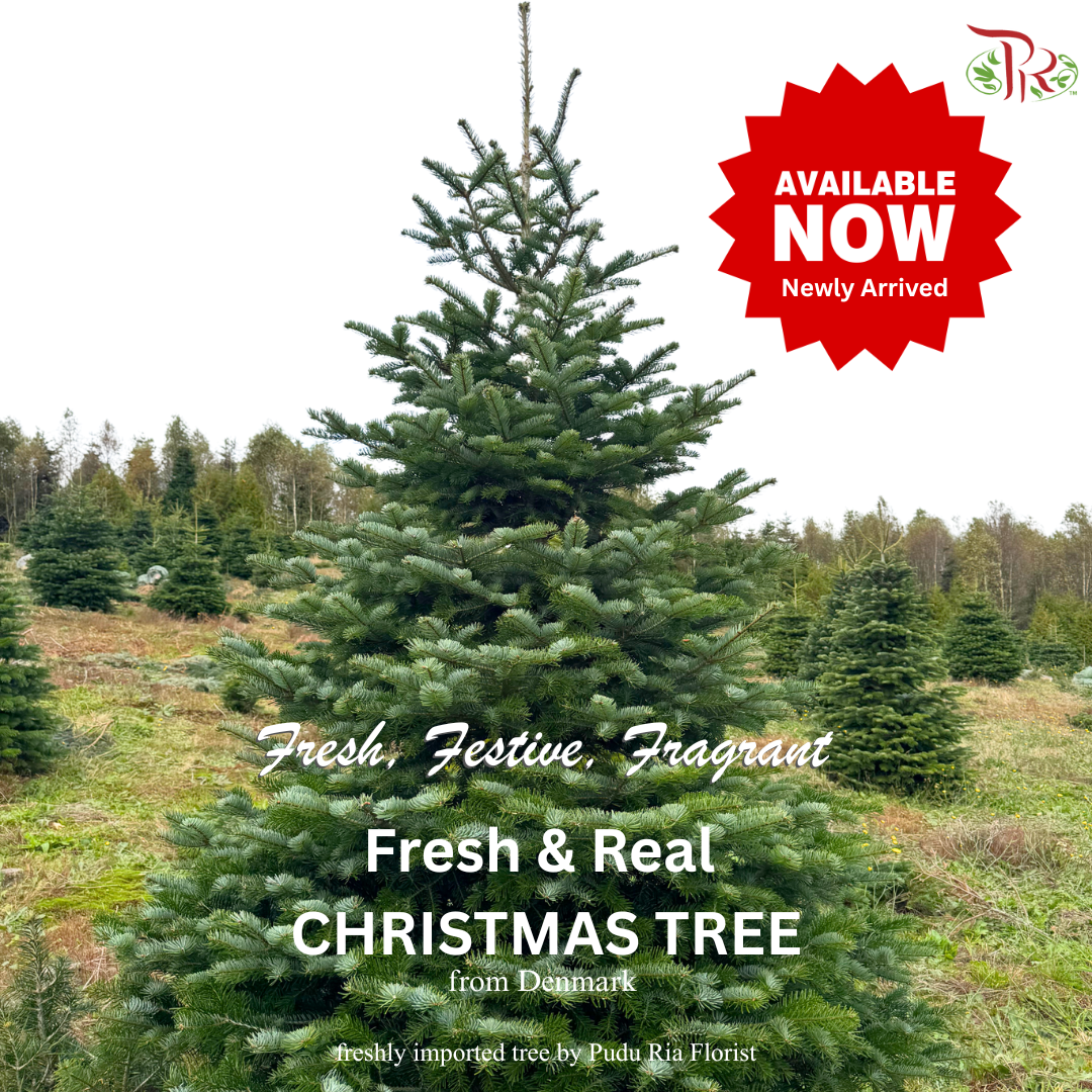 Fresh Christmas Tree (READY STOCK)