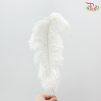 Ostrich Feather Preserved 50cm - White (Per Stem)