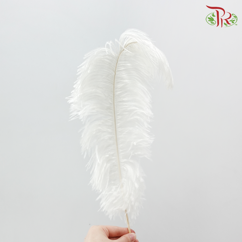 Ostrich Feather Preserved 50cm - White (Per Stem)
