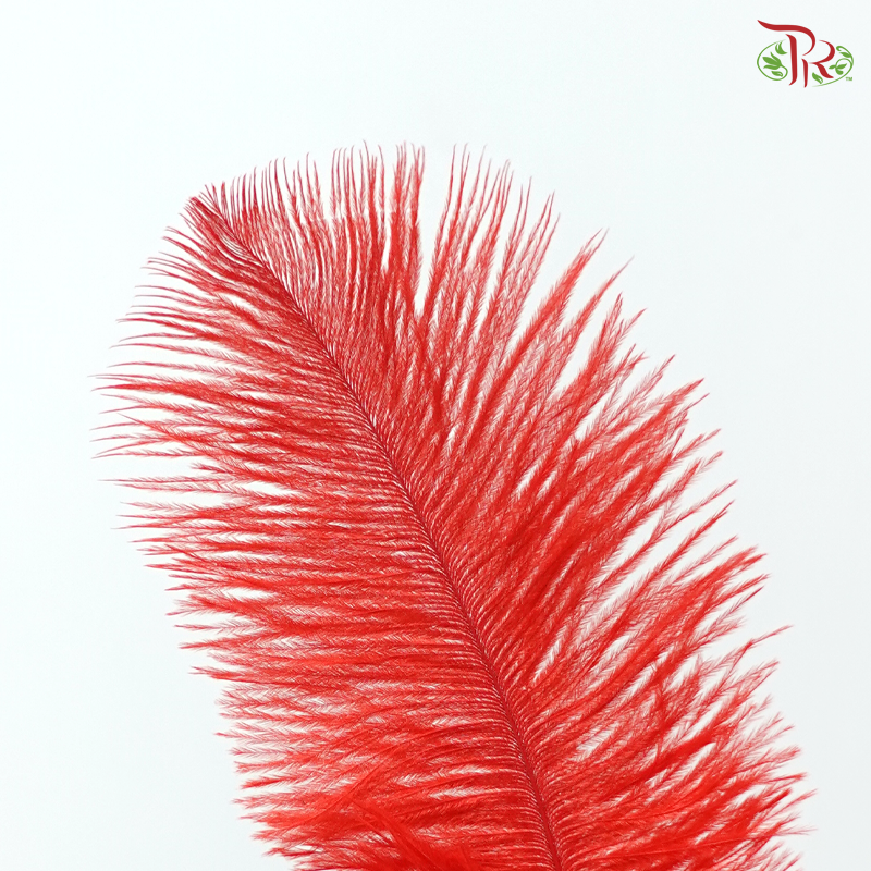 Ostrich Feather Preserved 15cm - Red (10 Stems)