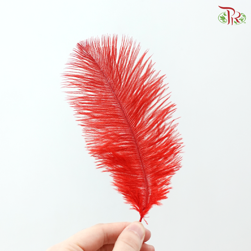 Ostrich Feather Preserved 15cm - Red (10 Stems)