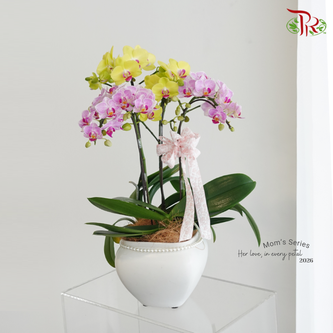 【Mum's Series】Double Love for Mom《双倍的爱献给妈妈》