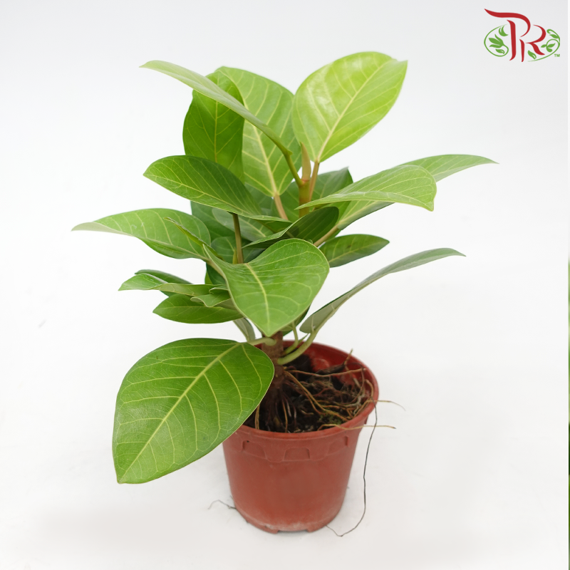 Ficus Altissima Golden《斑叶高山榕》