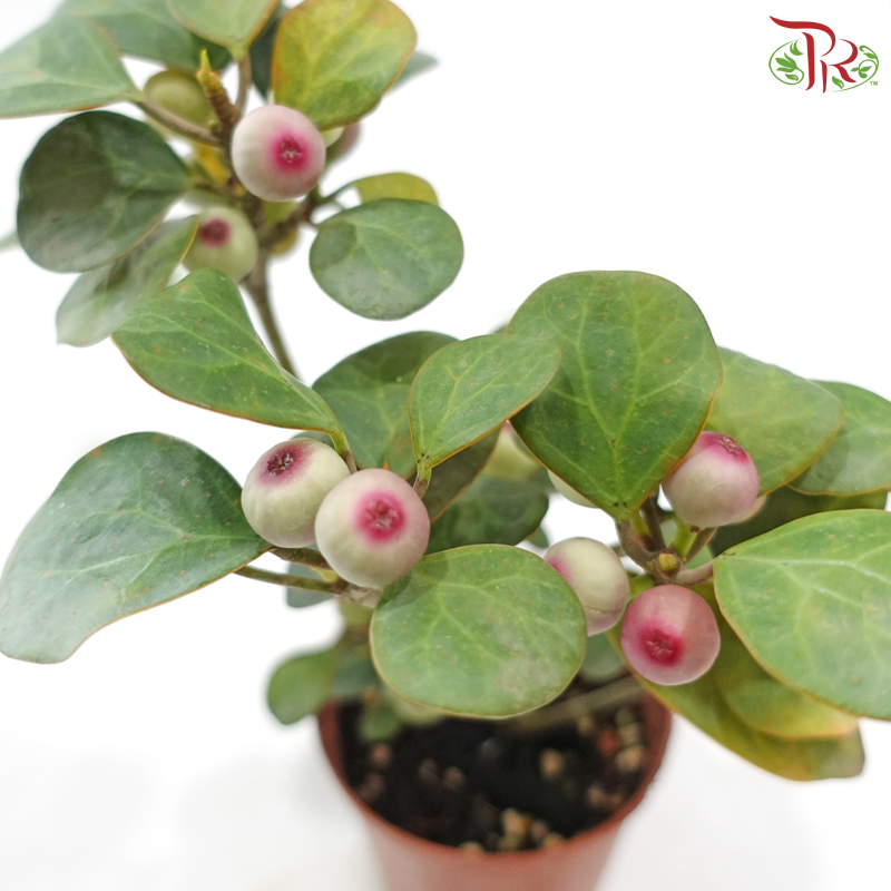 Ficus Deltoidea P110《小盼菩提》