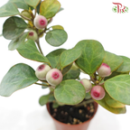 Ficus Deltoidea P110《小盼菩提》