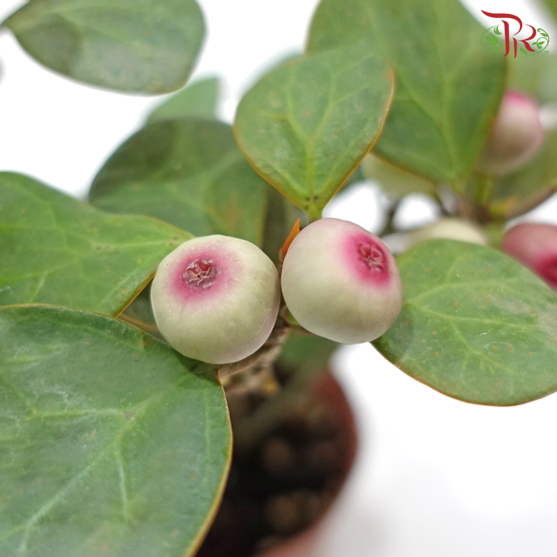 Ficus Deltoidea P110《小盼菩提》