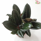 Ficus Elastica - 3 STEMS IN A POT《印度榕》