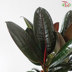 Ficus Elastica - 3 STEMS IN A POT《印度榕》