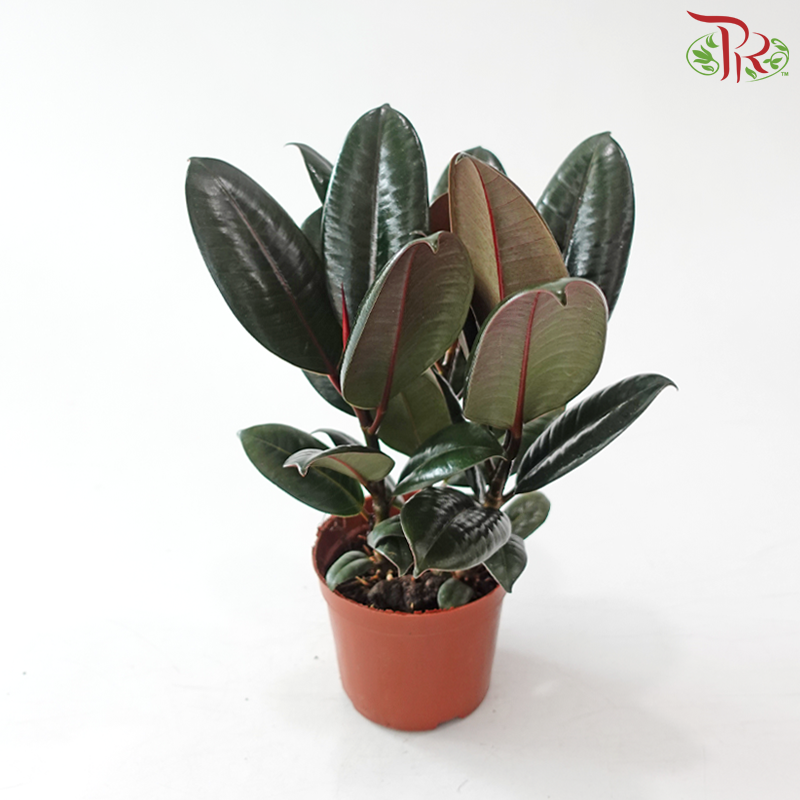 Ficus Elastica - 3 STEMS IN A POT《印度榕》