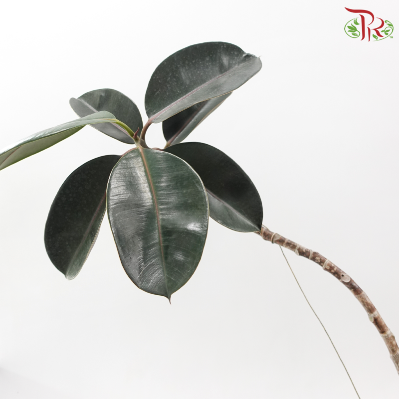 Ficus Elastica Black Bonsai《造型黑金刚橡皮树》