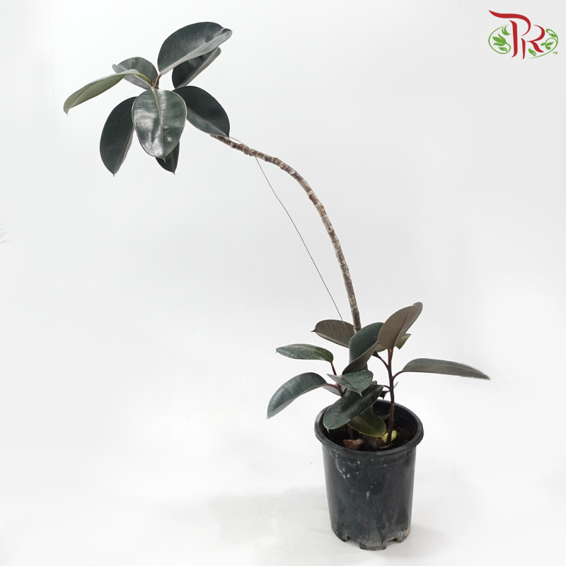 Ficus Elastica Black Bonsai《造型黑金刚橡皮树》