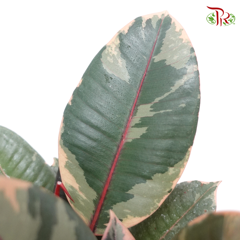 Ficus Elastica Ruby  《斑叶橡胶树‍》 - Pudu Ria Florist