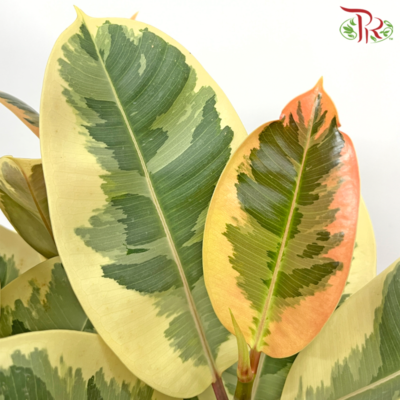 Ficus Elastica Tineke 3pp《花叶橡皮树‍》 - Pudu Ria Florist