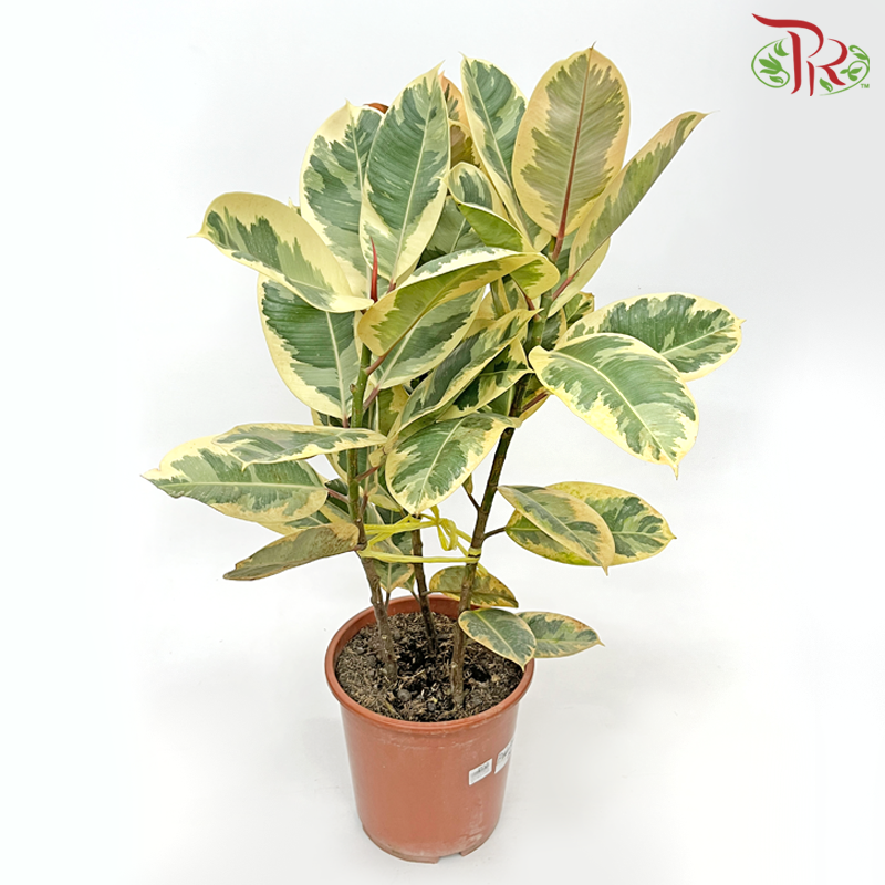 Ficus Elastica Tineke 3pp《花叶橡皮树‍》 - Pudu Ria Florist