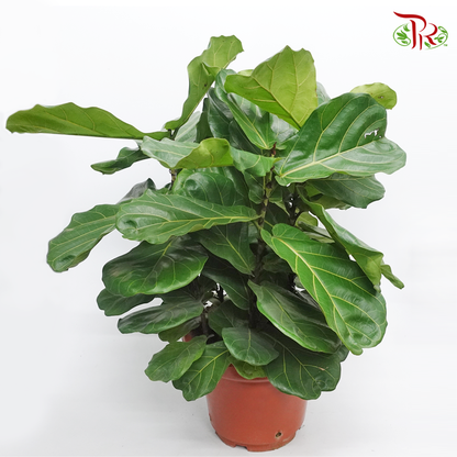 Ficus Lyrata Single-5PP《琴叶榕‍》 - Pudu Ria Florist