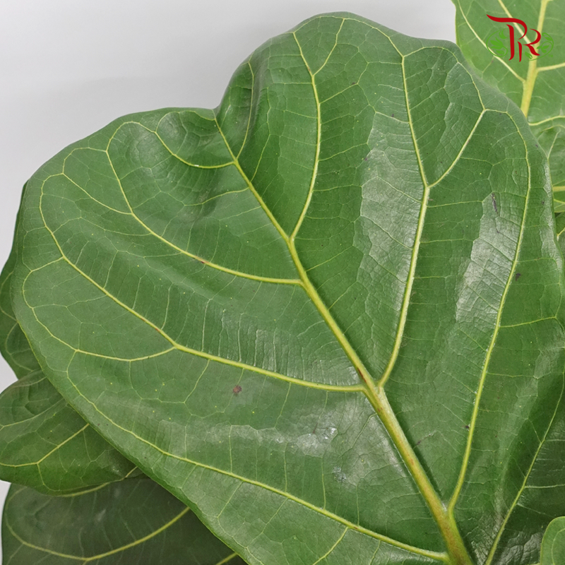 Ficus Lyrata Single-5PP《琴叶榕‍》 - Pudu Ria Florist