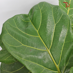 Ficus Lyrata Single-5PP《琴叶榕‍》 - Pudu Ria Florist