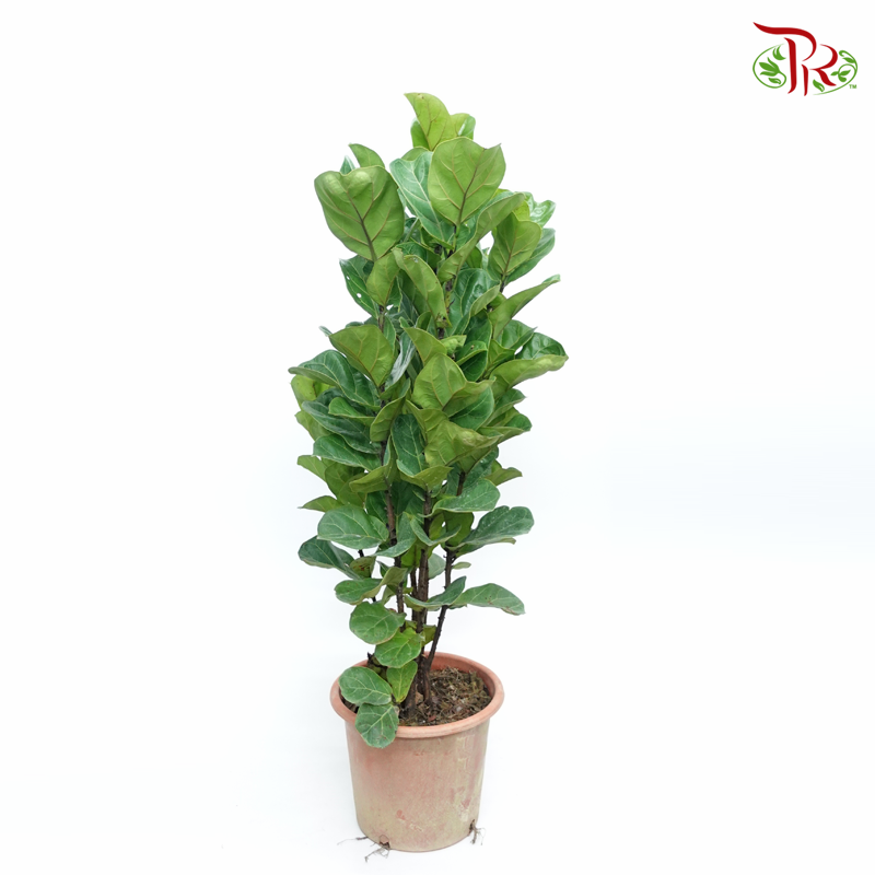 Ficus Lyrata (4 stems) 《琴叶榕‍》 - Pudu Ria Florist
