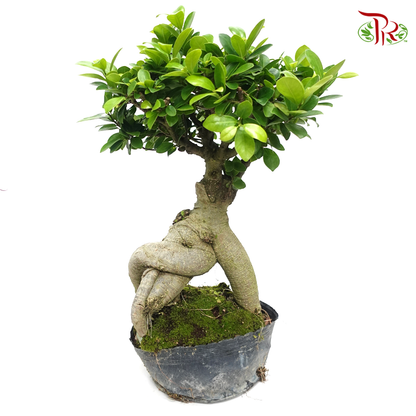 Ficus Microcarpa - polybag 《人参榕》 - Pudu Ria Florist